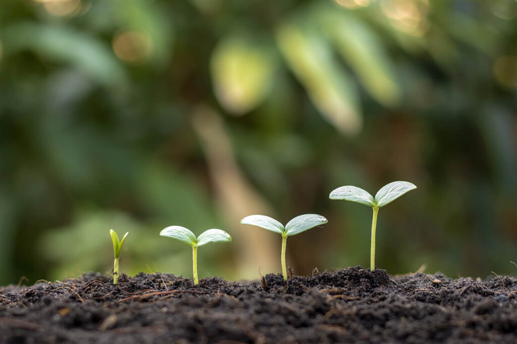 growth concept | counselor online continuing education | online continuing education credits for therapists | online continuing education credits for counselors | Texas | Houston, TX | Katy, TX A green sprout growing at different levels in soil. This represents that continuing education for therapists online is all about growth. Explore our courses for interesting & engaging lessons.